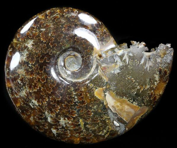 Cleoniceras Ammonite Fossil - Madagascar #40915